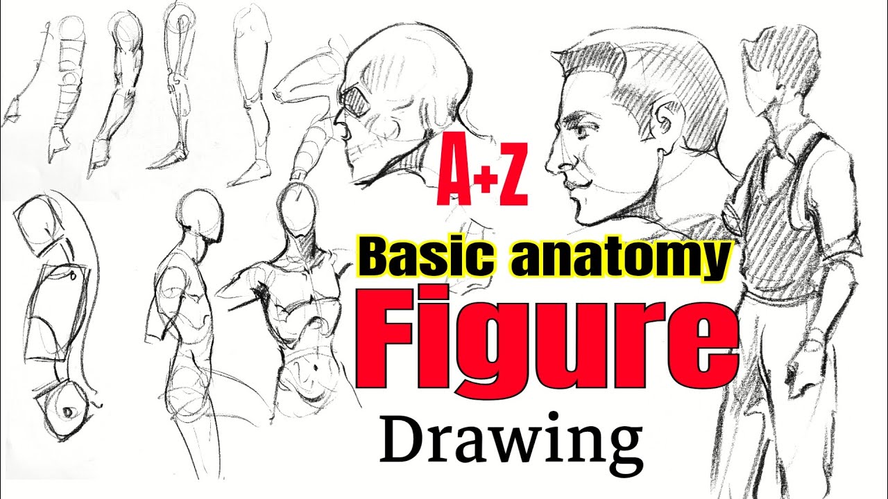 A to Z basic anatomy || Figure drawing tutorial for beginners step by step || #figuredrawing ...