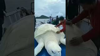 Amazing Animal Growth Wala Feed