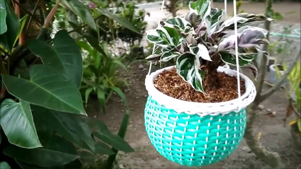 Lovely Hanging Calathea Fusion White | Type of Calathea