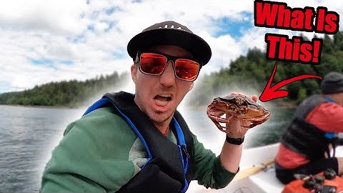 Shrimping in the Puget Sound Washington State - (Family Vlog #6)