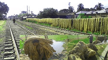 Jute Production, Jute cultivation & fiber extraction from jute plant full process in my village