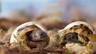 Schlüpfen Griechischer Landschildkröten / Greek tortoise hatching