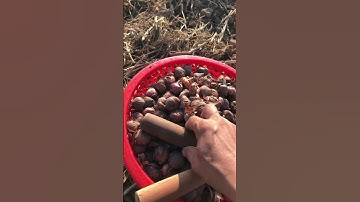 Xuống giống hoa lay ơn ngày nào để nở chuẩn dịp Tết