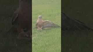 Hawk vs Gopher