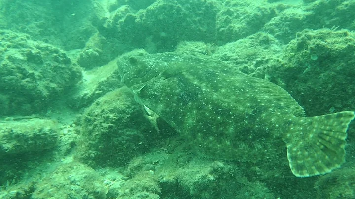 Shaking the tail of a flounder