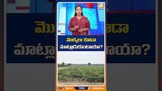 మొక్కలు కూడా మాట్లాడుకుంటాయా? #trees #plants #talk #shorts #trendingnews #politentnews