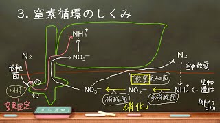 おうち生物　15 . 窒素同化と窒素固定※詳細欄に訂正あり