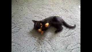 Кот играется с тигром.(Cat plays with a tiger.) Кот играется с тигром.(Cat plays with a tiger.)