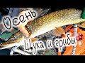 Как поймать щуку? набрать красных грибов в октябре , How to catch pike? and collect red mushrooms