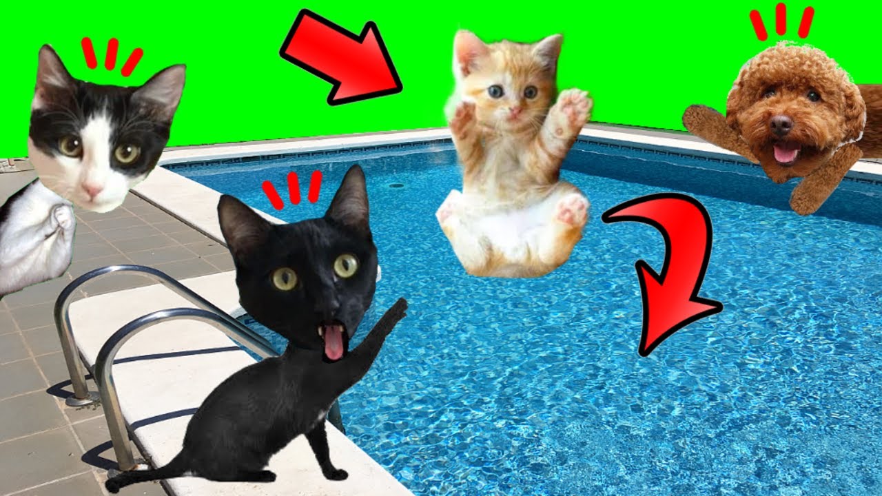 ¿Gatito bebe se cae a la alberca de la casa? / Rewind 2022 con videos de gatos Luna y Estrella