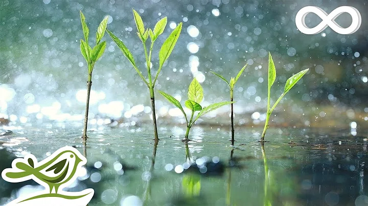 Permanent Link to Relaxing Piano Music & Soft Rain Sounds • Background Sleep Music | Raindrops (Extended)