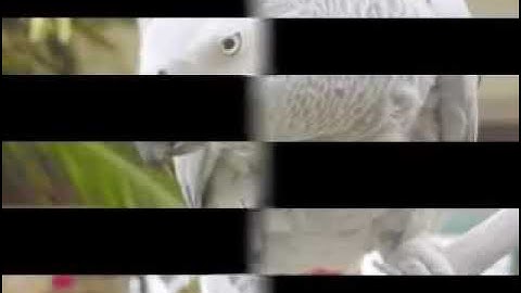 Teaching a Parrot (Duplicate Surat Al-Ikhlas)  /تعليم الببغاء (سورة الإخلاص مكررة)