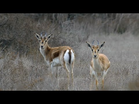 Джейран (Gazella subgutturosa) | Film Studio Aves