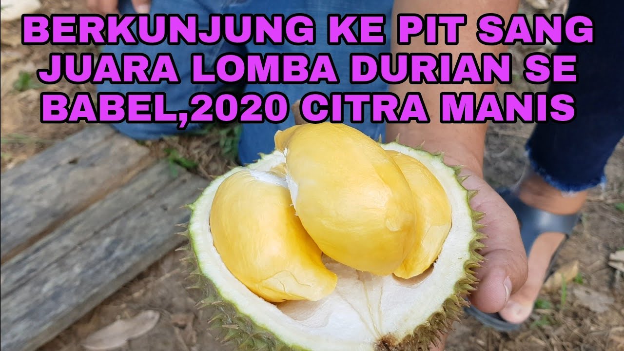 BERKUNJUNG KE PIT DURIAN CITRA MANIS SANG JUARA 2020