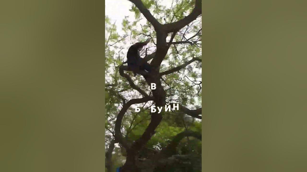 бабуйн - YouTube