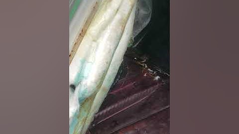 How to replace a o2 sensor on a Lexus GS 300. Part 1