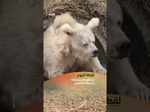 دب الهيملايا يستيقظ من سباته الشتوي
