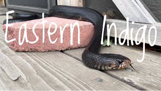 Species Spotlight Eastern Indigo Snake