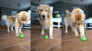 My Dog Reacts to Cat Toy