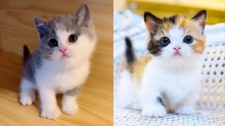 Baby Cats  Cute and  Funny Cat Videos Compilation #31 || Cutest Kitten