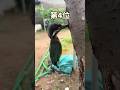㊗️100万再生突破!!!トッリの動画見て笑ったら寝ろwwwwwww