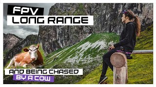 Chased by a cow in the mountains - FPV | MaiOnHigh screenshot 4