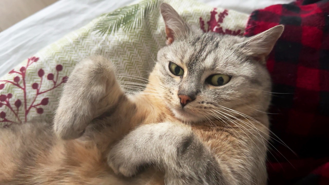 Cat belly trap misfired