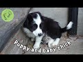 A puppy and a baby chick! Will the chick survive? #SHORTS