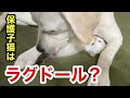 命を救えたラグドール混血⁉︎の保護子猫、きっと今は幸せです
