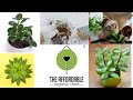 The affordable organic store  online plants unboxing and review