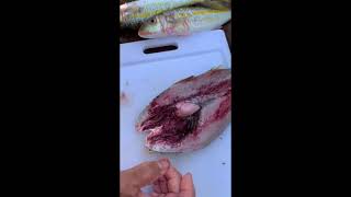 Ka leo o nā ʻōiwi, ke hoʻolohe nei anei ʻoe? How to Kaha I’a (cut fish) with Uncle Mac Poepoe