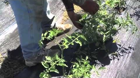 Eatwell Farm Welcome Video