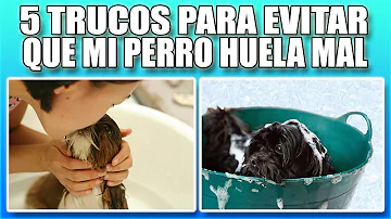 ¿Cómo puedo hacer que mi perro huela bien?