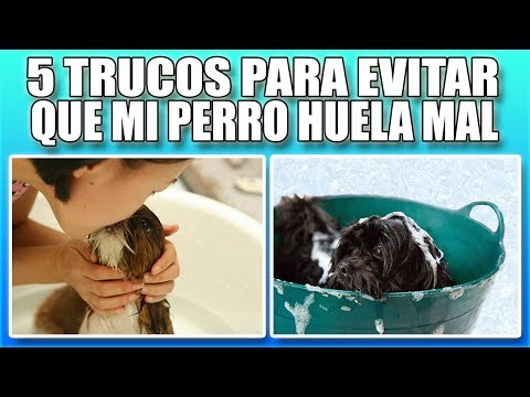 Video: Cómo evitar que tu cachorro huele