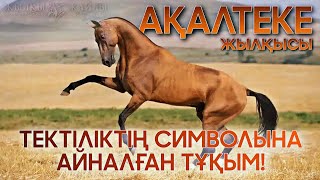 АҚАЛТЕКЕ туралы БIЗ БIЛМЕЙТIН ФАКТТЕР😱🔥🐎❗ - Жылқы Тұқымдары #3