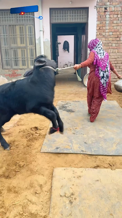 😝Matak Chalungi - Sapna Choudhary, Aman Jaji, Raj Mawar, Manisha Sharma, Mukesh Jaji New2024 .