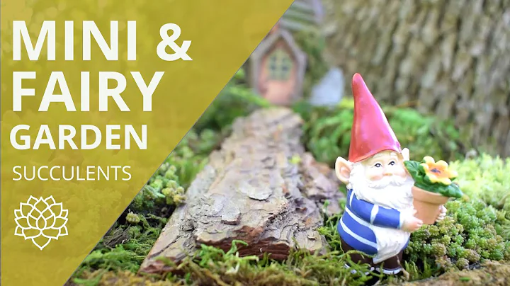 DIY Miniature & Fairy Gardens with Succulents -- Plants & Ideas - DayDayNews