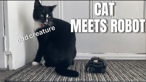 Cat Meets Anki Vector Robot 🤖🖤 | Mittens Teaspoon