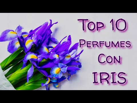 Video: Lilac Mist: Las Mejores Fragancias De Iris De Invierno