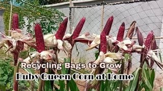 Recycling Bags to Grow Ruby Queen Corn at Home / Ruby Queen Corn&#39;s so sweet, Easy for Beginners