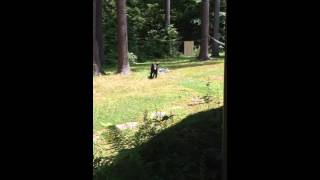 Bear in yard 1