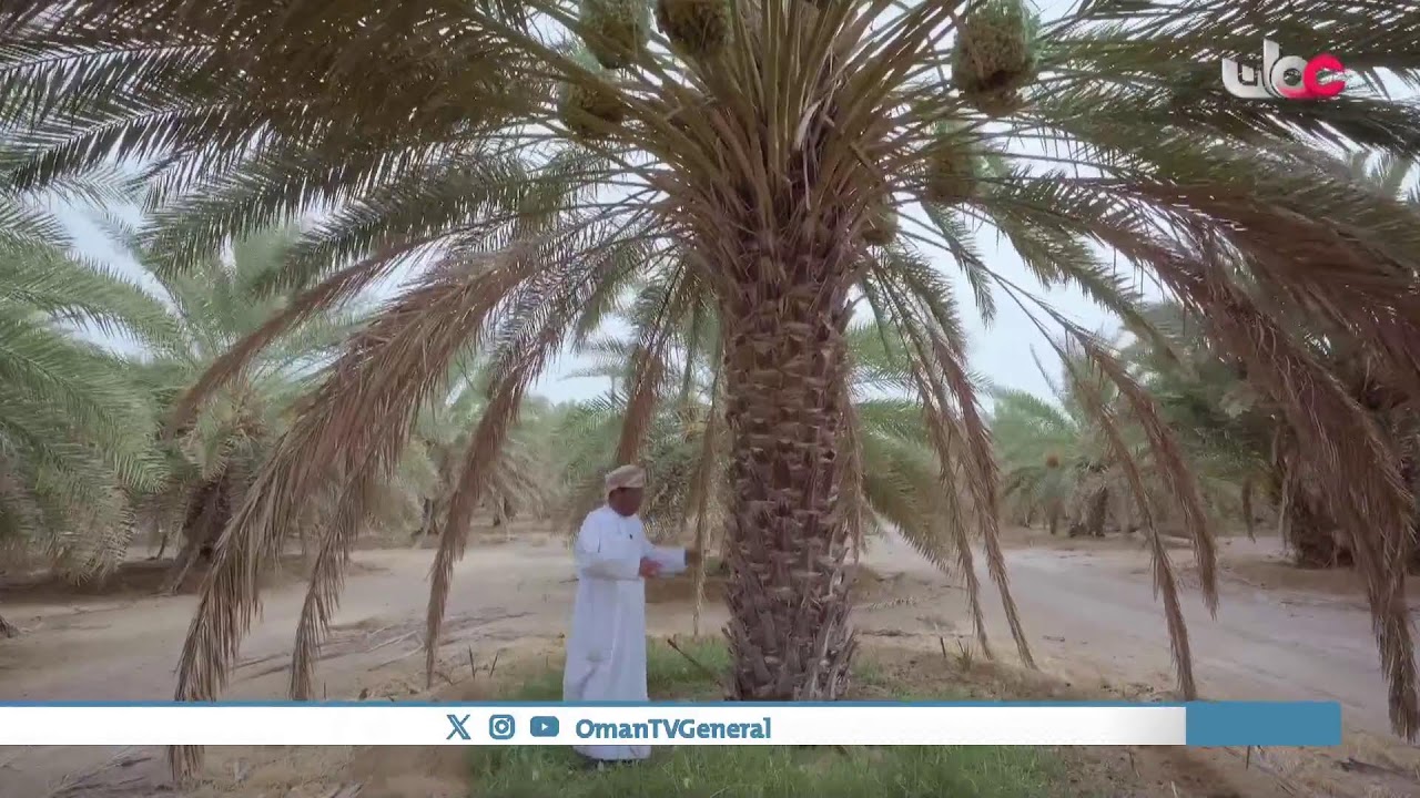 #حصاد | النخيل | الجمعة 27 سبتمبر 2024م