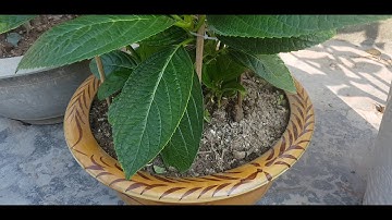 Thời điểm kích làm hoa Cẩm Tú Cầu