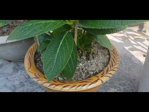 Video: Hoa Cẩm Tú Cầu Himalaya