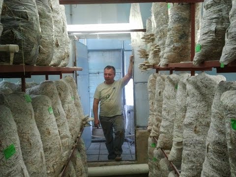 Технология Выращивания Вешенок (technology for growing oyster mushrooms)