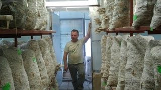 Технология Выращивания Вешенок (technology for growing oyster mushrooms)