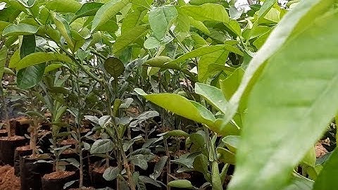 Chuẩn bị cung cấp cây giống bưởi Ruby Thái Lan - Cam kết chuẩn giống - LH:0869214270