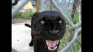 A Black Leopard Conversation