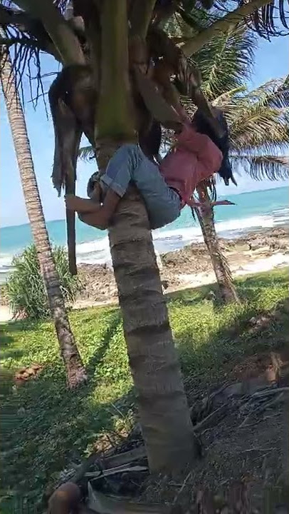 video lucu,naik pohon kelapa, turun nya bingung