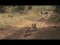 Lions take down wildebeest | WILDwatch | andBeyond Phinda